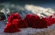 red carnations lie on  grave
