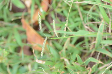 Sticker - Dallis grass (Paspalum dilatatum)