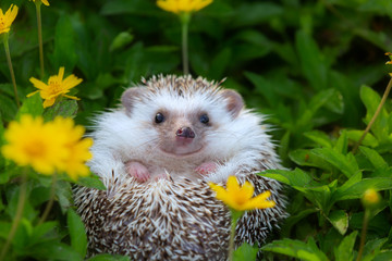 hedgehog cute animal in the flower garden.