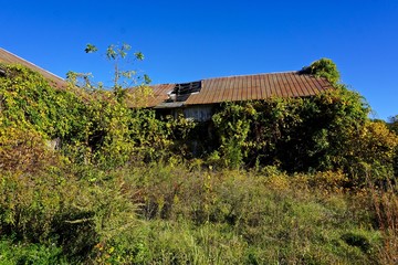 Wall Mural - Summit, New Jersey, USA: An abandoned barn overgrown with ivy, surrounded by trees and shrubs in bright autumn colors under a deep blue sky.