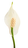 flower spathiphyllum isolated