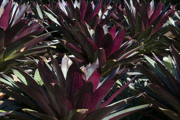 Wall Mural - Sydney Australia, garden bed of Alcantarea Imperialis - Red Form