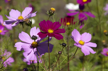 Wall Mural - Sydney Australia,  colorful cosmos wildflower in meadow