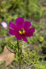 Wall Mural - Sydney Australia, bee on a purple cosmos wildflower in meadow 