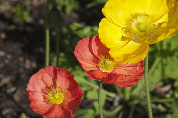 Wall Mural - Sydney Australia, colorful poppies in garden
