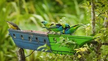 Colorful Saira Sete Cores Bird. Ubatuba, Brasil. 1080p