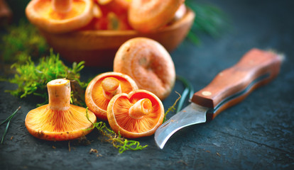 Fototapete - Raw wild Saffron milk cap mushrooms on dark old rustic background. Lactarius deliciosus. Rovellons, Niscalos. Organic fresh mushrooms with special knife closeup on a table