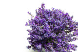 Fototapeta Lawenda - bouquet of purple lavender flowers on a white background.