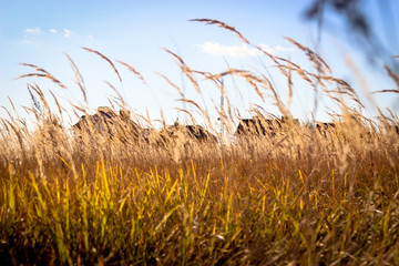 autumn grass close-up