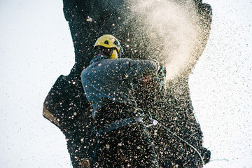 Wall Mural - treeclimber tree cutter with chainsaw climbed on top