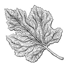 Sticker - Beautiful detailed leaf. Botanical Hand drawn Vector Outline leaves, isolated on white background. Hand drawn Monochrome realistic illustration