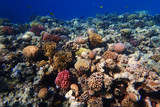 Fototapeta Do akwarium - coral reef in Egypt