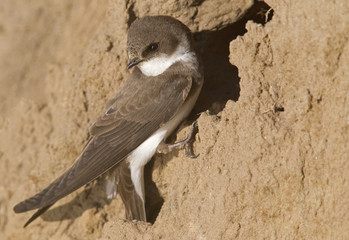 Wall Mural - An adult sand martin (Riparia riparia) resting on sand near its nest at the coast in Denmark.