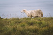 © pinot-noir - sheep on runde island