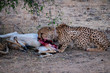 Cheetah dinning