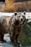 Fototapeta Pokój dzieciecy - brown bear in the zoo