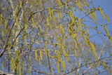 Fototapeta  - autumn leaves on blue sky background