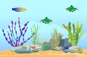 Wall Mural - Aquarium Fish Swimming Among Stones and Seaweed