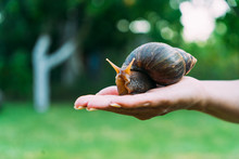 Snail On The Palm Of A Woman. Giant African Snail, Achatina Fulica.