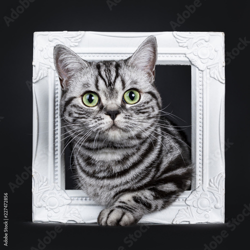 Excellent Black Silver Tabby Blotched Green Eyed British Shorthair