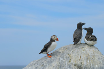 Wall Mural - Atlantic Puffin and Razorbill Auks, Machias Seal Island