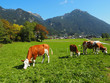 Achensee - Kühe in Maurach