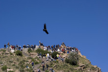 Condor F;ying With Crowd Watching, Colca Canyon, Peru