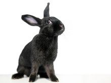 A Black Domesticated Pet Rabbit On A White Background