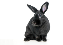 A Black Domesticated Pet Rabbit On A White Background
