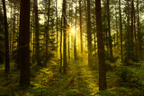 Fototapeta Krajobraz - jesien w lesie Warmii