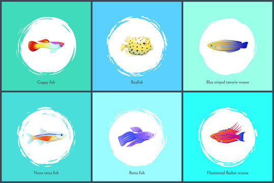 Boxfish and Neon Tetra Fish Vector Illustration