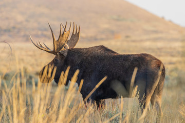 Canvas Print - Bull Shiras Moose in Wyoming in Fall