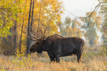 Bull Shiras Moose In Wyoming In Fall