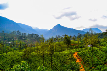 Canvas Print - Tea plantagen