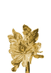 Gold flower on a white background