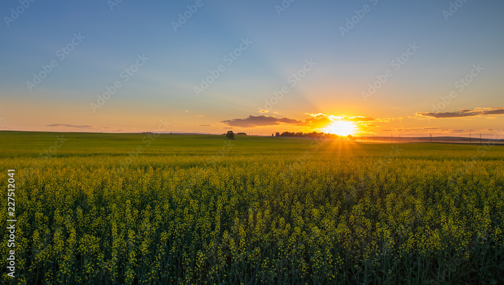 Beautiful Summer Sunset in a Canola Field in Airdie, Alberta, Canada - obrazy, fototapety, plakaty 