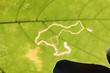 Leaf mine of Stigmella aceris on leaf of Norway maple or Acer platanoides