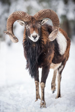 Mouflon In Snow