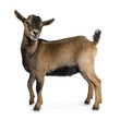 Brown agouti pygmy goat standing side ways with head turned and looking to camera, isolated on white background