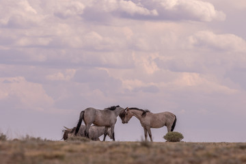 Sticker - Wild Horse Stallions Facing Off in the Desert