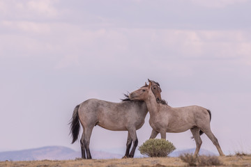 Sticker - Wild Horse Stallions Facing Off in the Desert