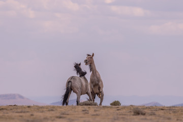 Canvas Print - Wild Horse Stallions Facing Off in the Desert