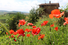 Wild Red Poppy Flowers Grow In The Valley Outside The City Of Pienza, Italy