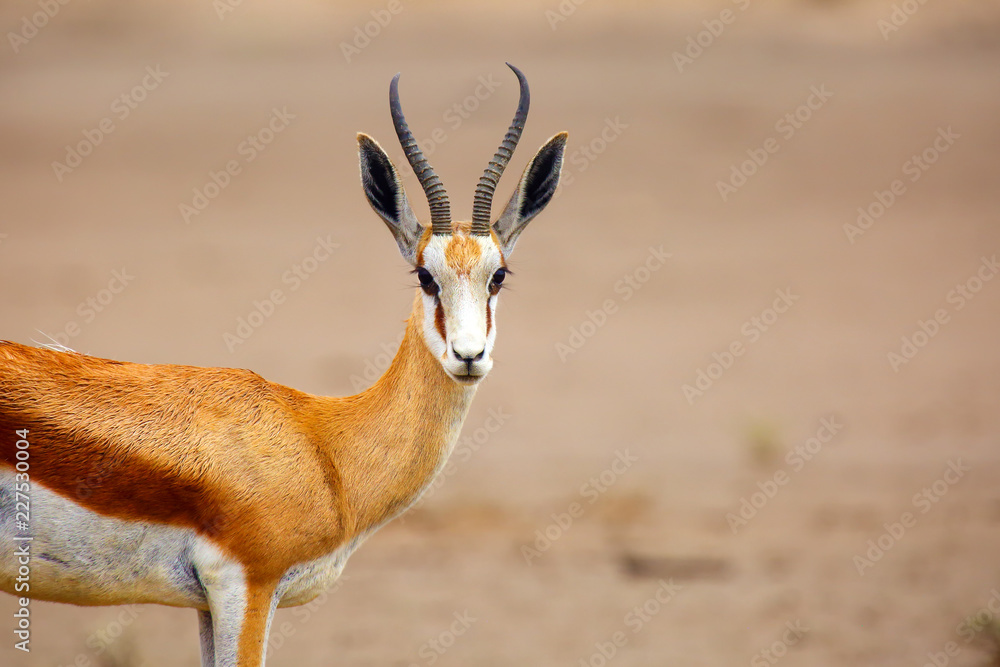 The springbok (Antidorcas marsupialis) , portrait of the female antelope. - obrazy, fototapety, plakaty 