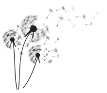 Abstract Dandelion Background  Vector Illustration