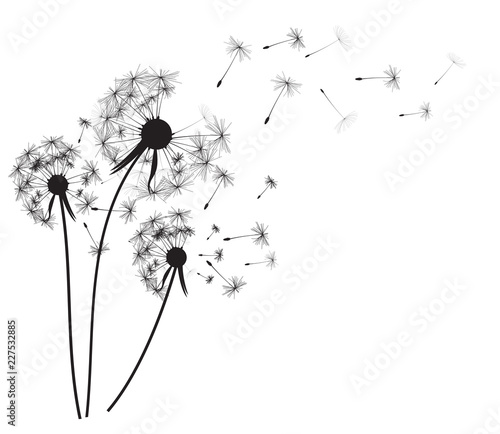 Abstract dandelion background  vector illustration Slika na platnu