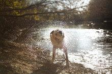 Wet Dog Shaking Off Water