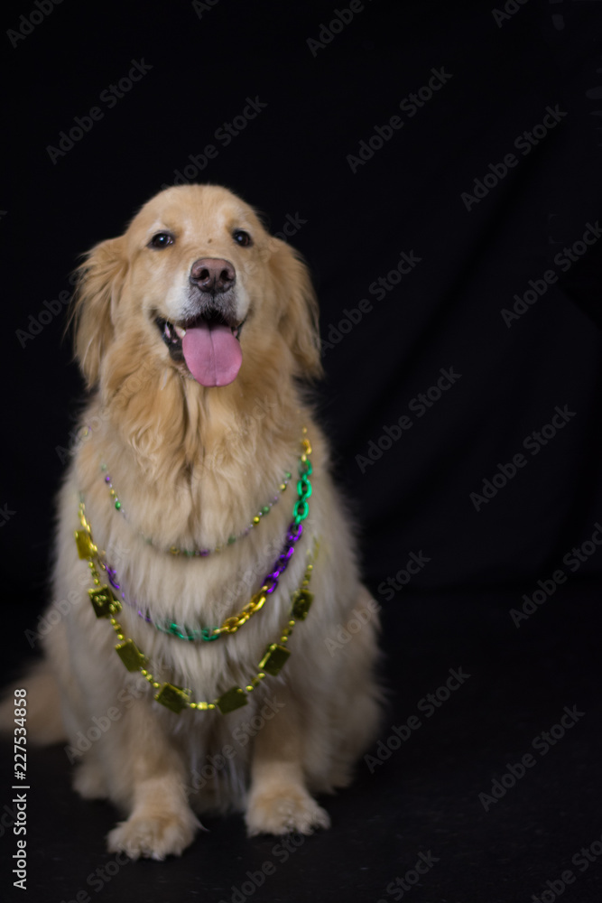 Golden Retriever Dressed up for Mardi Gras or Halloween Stock Photo | Adobe  Stock