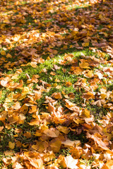 Wall Mural - Colourful fall maple leaves on green grass, top view. Yellow autumn maple leaves on green grass in sunny weather, selective soft focus.