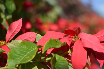 Wall Mural - the poinsettia, the traditional Christmas plant, grows spontaneously in the Canary Islands